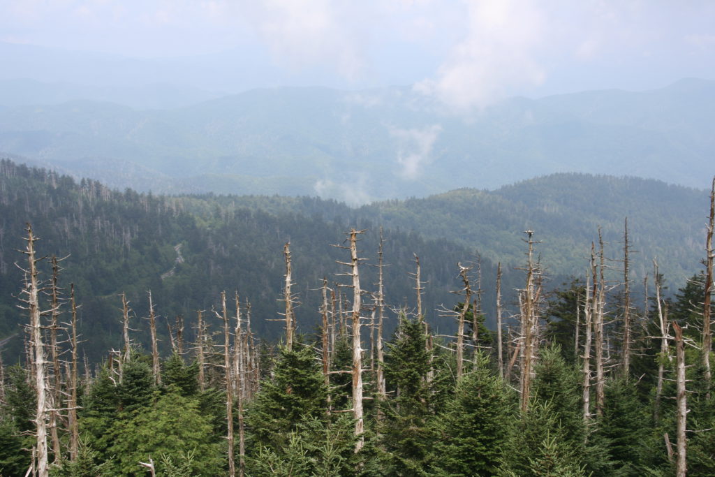 The View from Clingman's Dome