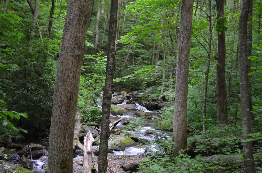 The river along the trail to Anna Ruby Falls