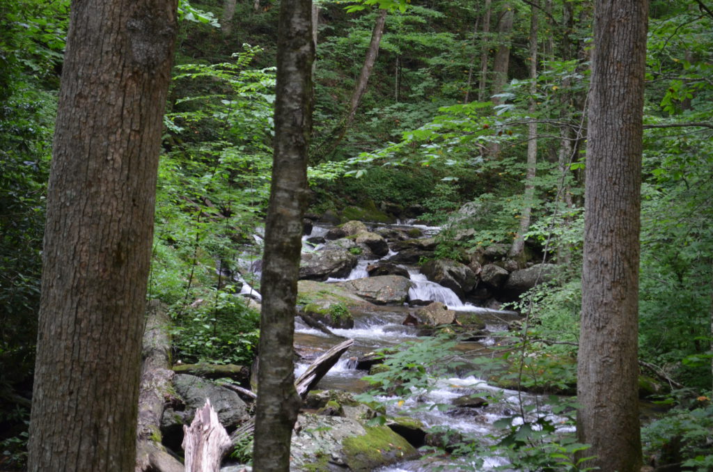 The river along the trail to Anna Ruby Falls