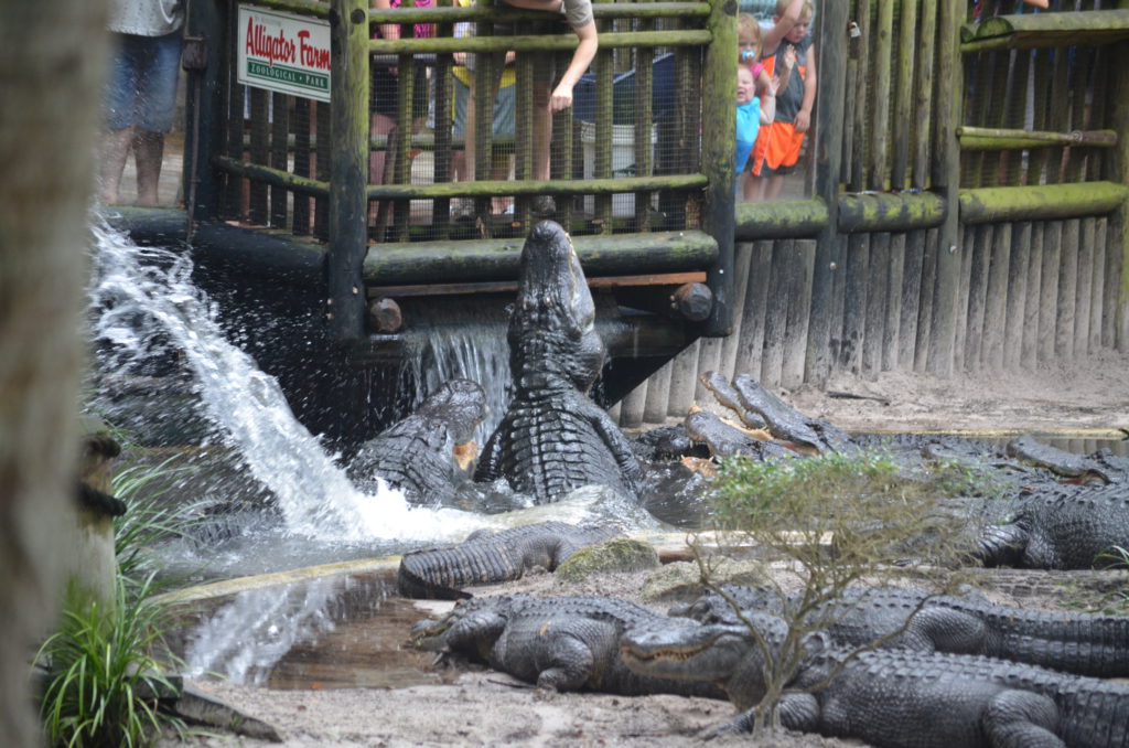 Feeding Alligators